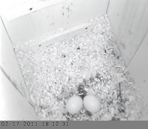 02-17-2011_18h_12_31.60