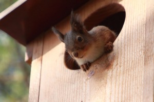Ekorren20120327