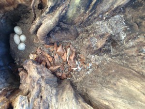ägg20130316